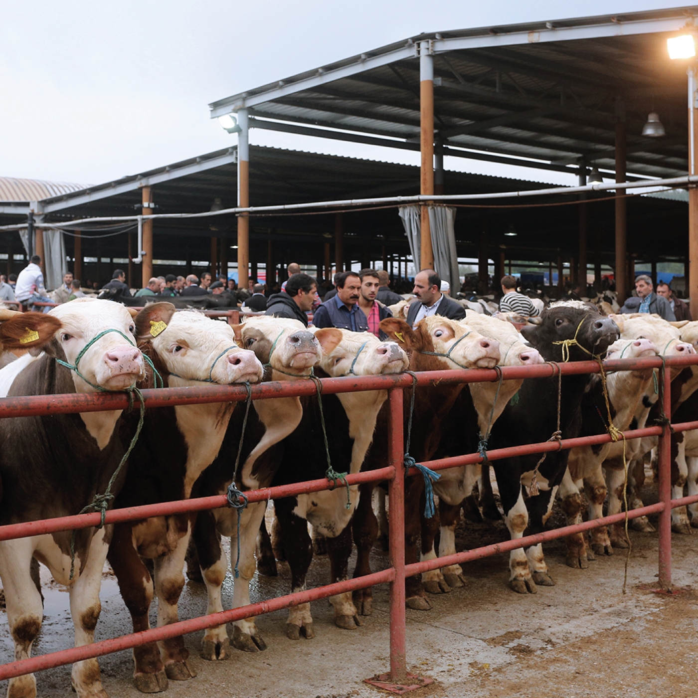 Dana, sığır, koyun, besilik hayvan ve etlik piliç gibi çeşitli canlı hayvanları en uygun fiyatlarla temin ediyor ve satışını gerçekleştiriyoruz.